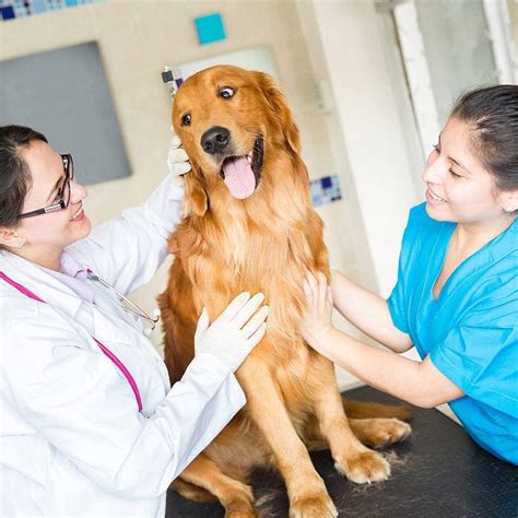 Veterinary Care Assistant Course Online Diploma