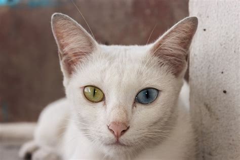 13 Asian Cat Breeds An Overview With Pictures Excited Cats