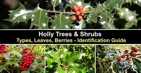 Holly Trees And Bushes Types Leaves Flower Berries Pictures
