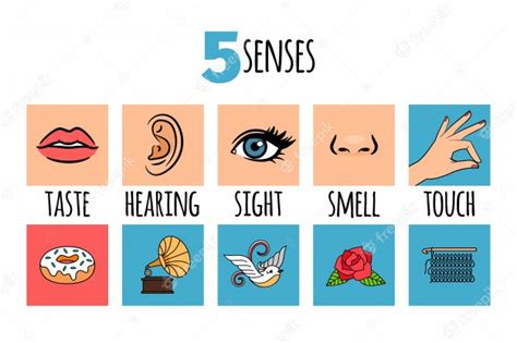 Five Senses Infographic Premium Vector