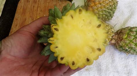 Growing Pineapples Easy Youtube