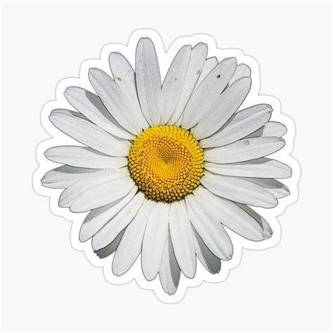 Daisy Sticker By Theboonation In Stickers Print Stickers Daisy