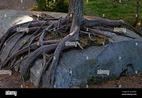 Tree That Has Grown Over A Rock With Its Roots Clinging To It Stock