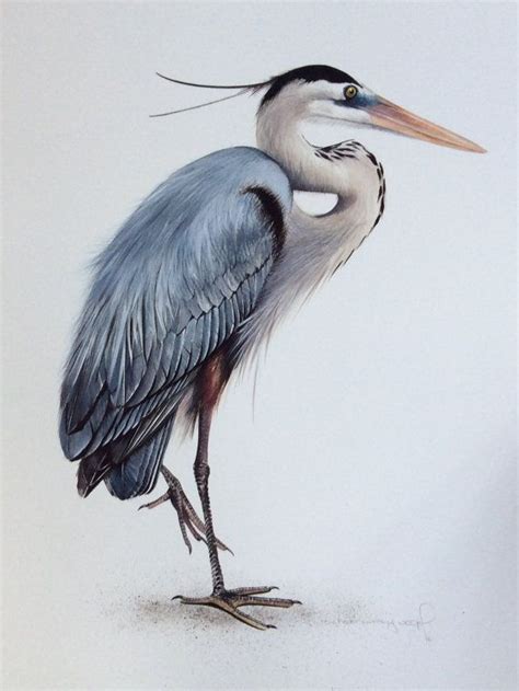 How To Draw A Great Blue Heron At How To Draw