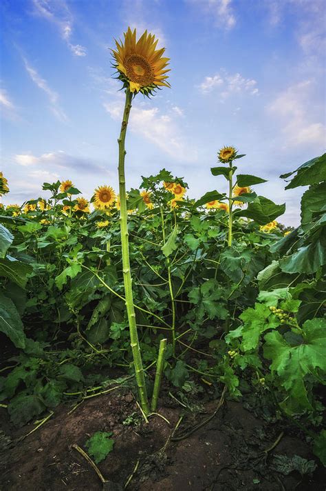 The Naked Sunflower Photograph By Denny Weinmann Fine Art America