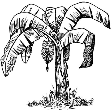 Trees are among the most sought after coloring page subjects all over the world with parents often looking for unique printable tree coloring sheets online. Banana Bunch | NetArt