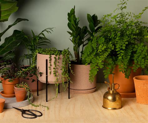 Best Indoor Plant For Beginners F