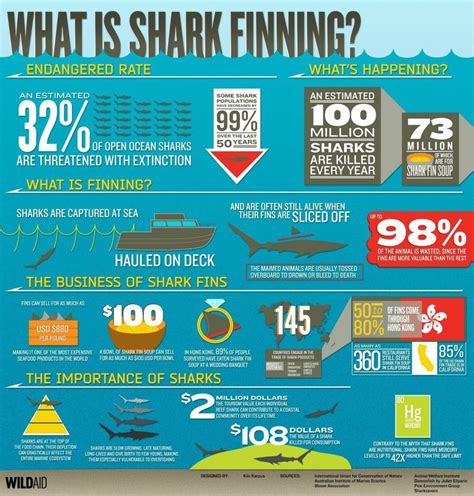 Shark Finning Infographic