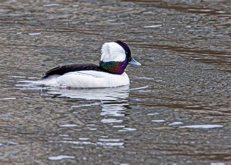 Male Bufflehead Duck Mike Powell