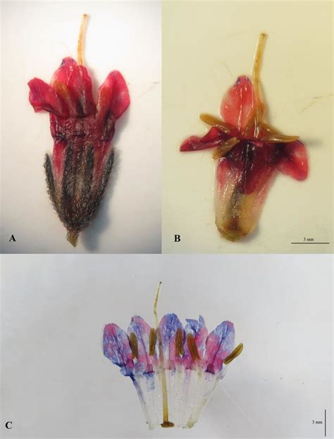 Dissection Of Flower In Lindelofia Stylosa A And B The Style Exerted