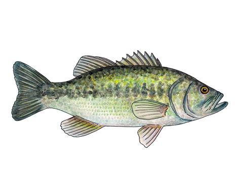 Largemouth Bass Watercolor Fine Art Print Etsy Fish Wall Art