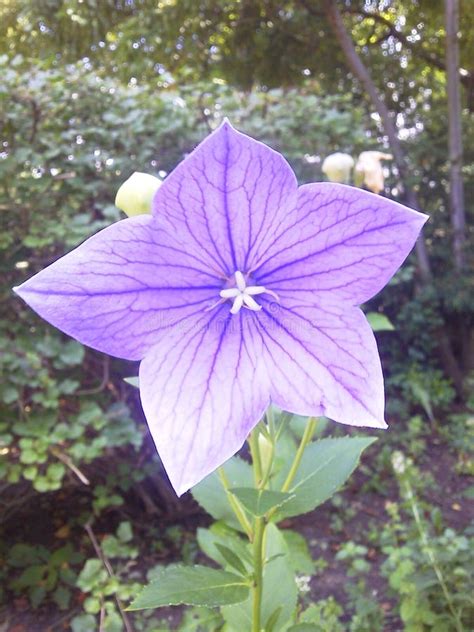 Purple Star Flower Stock Photo Image Of Vine Star Garden 51158346