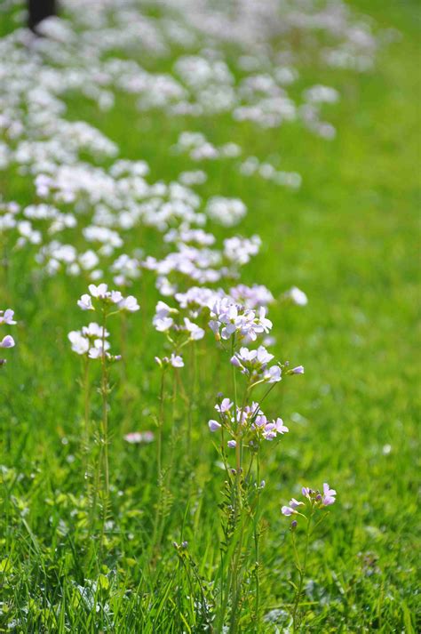 Små vita moln i min gräsmatta – Greenspire Trädgårdskonsult