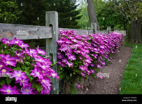 Colorful Close Up Row Of Pink Clematis Vines Climing On A Wooden Stock