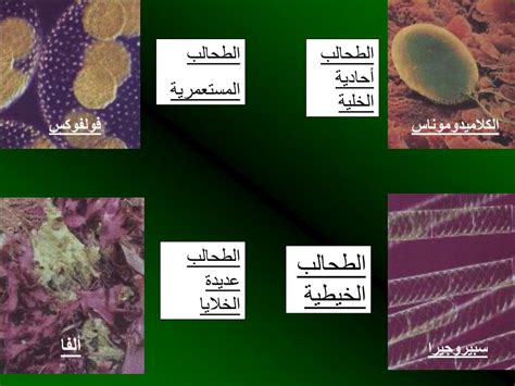 自我介绍 ppt图表 ppt背景 节日庆典 体育运动 其他模板 商务. PPT - الفصل 7 PowerPoint Presentation, free download - ID ...