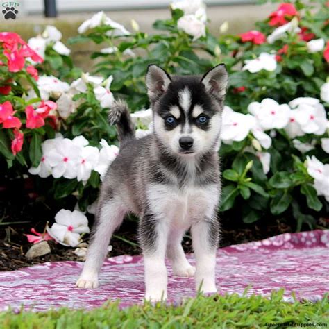 Welcome to colorado klee kai! Alaskan Klee Kai Puppies for Sale | Greenfield Puppies