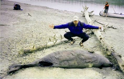 Whale Carcass Found 1000 Miles From Home