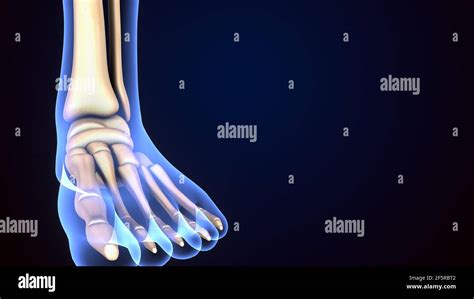 3d Illustration Of Human Skeleton Foot Bones Anatomy Stock Photo Alamy