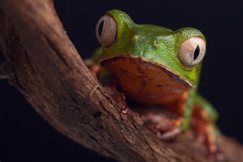 Frog With Big Eyes 1 Photograph By Dirk Ercken Pixels