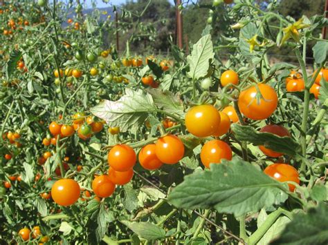 Tomato Cultivation Guide For Beginners Agri Farming