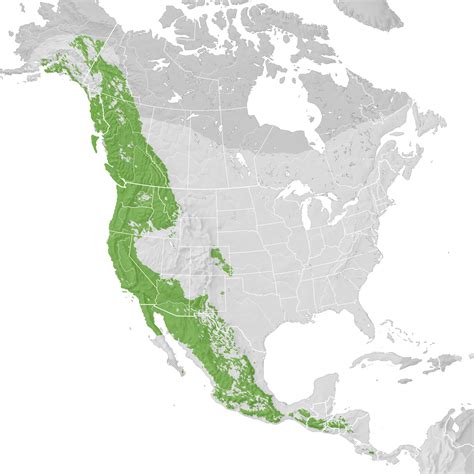 Townsends Warbler Range Map Pre Breeding Migration Ebird Status