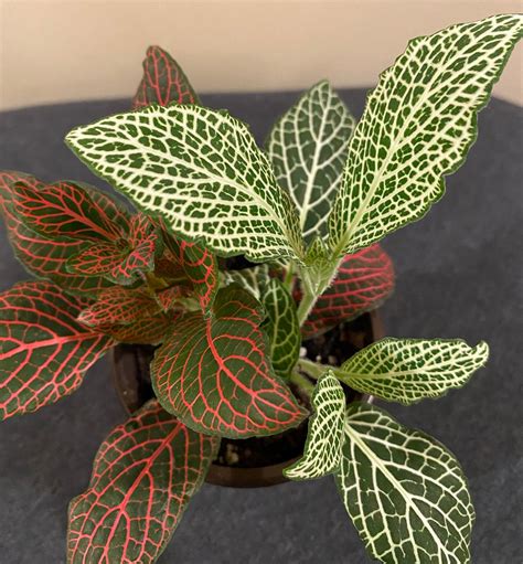 Fittonia Argyroneura Red and White Anne Combo Plants 3in | Etsy