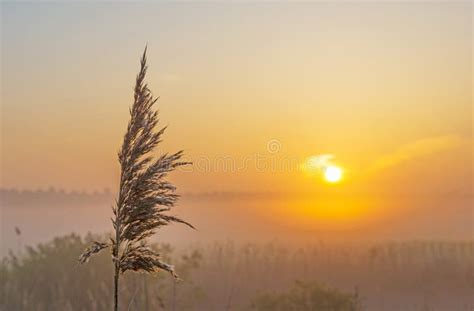 Reed In A Foggy Field In Sunlight At Sunrise In Summer Stock Photo