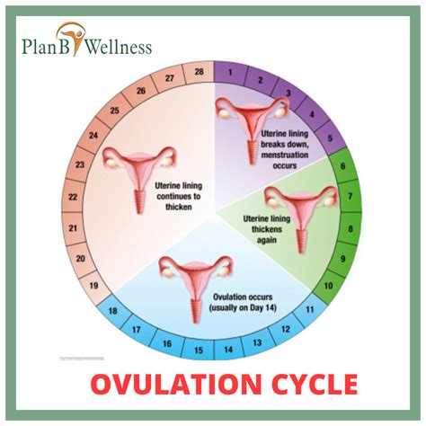 ovulation cycle and your fertility plan b wellness
