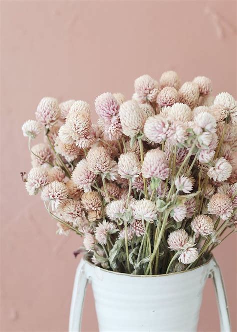 Pink Globe Amaranth Dried Flowers Globe Amaranth