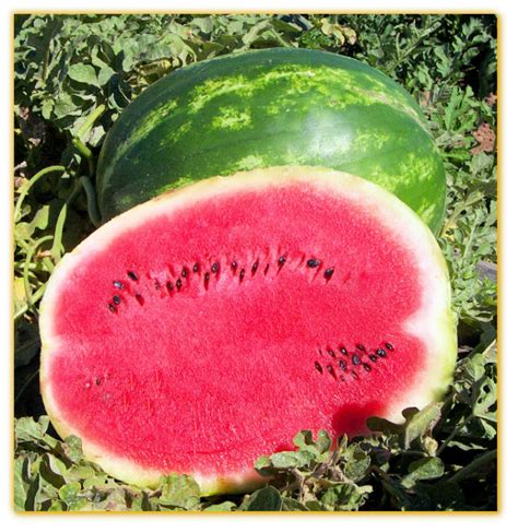 Watermelon Gvs 53168 F1 Hybrid Vegetable Seed Golden Valley Seed