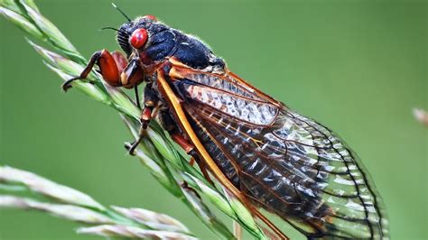 With a cicada goes old school, with classic retro graphics, dark atmosphere throughout and the level of. Cicadas Are Coming! Entomologist Robert Childs Can Discuss ...