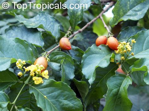 The peanut butter fruit (bunchosia argentea) is just one of the delicious fruit bearing trees we sell that is regarded as highly underestimated. Bunchosia argentea, Peanut Butter Tree - TopTropicals.com