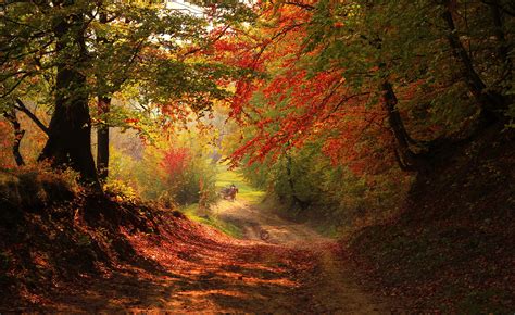 Entrance To The Autumn Forest Autumn Forest Landscape Wallpaper
