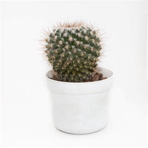 Cactus Plant In A Pot On A White Background Stock Image Image Of