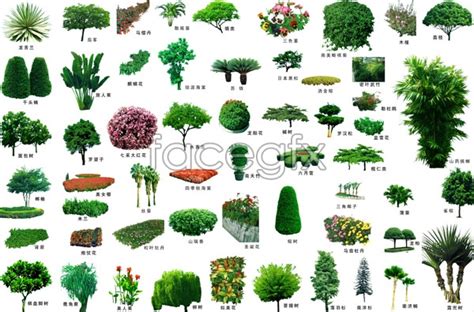 15 Landscape Trees Psds Images Small Pine Trees