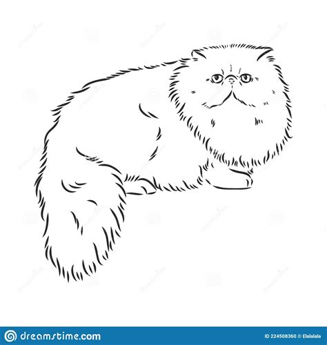 hand drawing persian cat vector version persian cat vector stock vector illustration of sketch