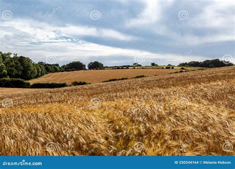 Looking Out Over Golden Fields Of Cereal Crops In The South Downs On A