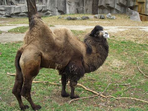 I won't guarantee it's correct on all counts, but it suggests a female camel. Pashudhan and Animal Science : Dwarfism in Livestock
