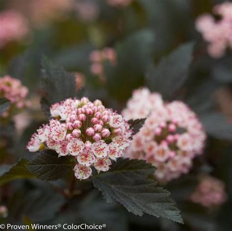 Physocarpus Opulifolius Summer Wine Ninebark From Saunders Brothers Inc