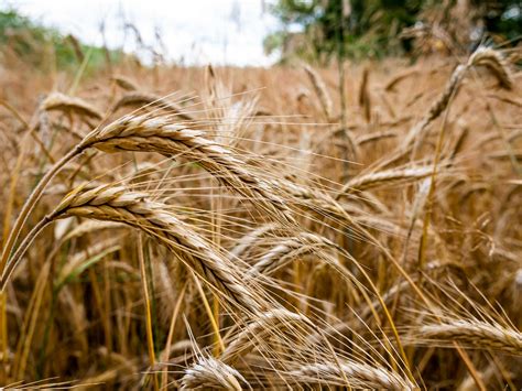 Rye Grain Cover Crop Annual Garrett Wildflower Farm Nc