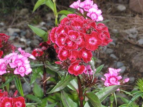 Easy Annual Flowers Bloom All Summer