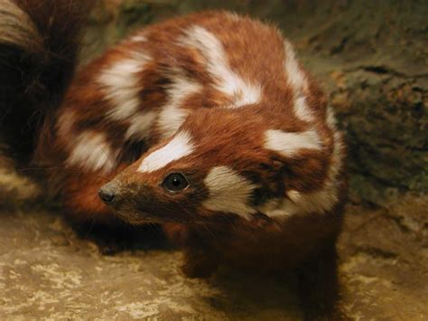 Skunk Stripe: Defense