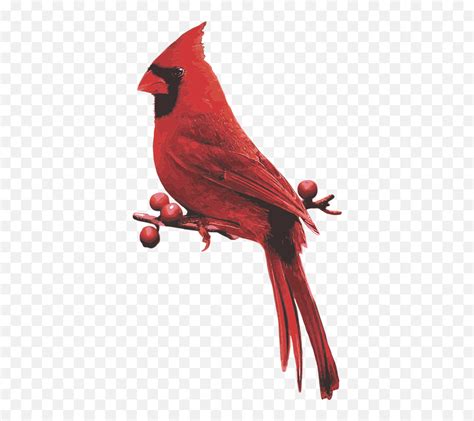 Male Cardinal Red Bird Cardinals Appear Emojicardinal Bird Emoji