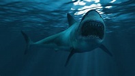 Una teoría asegura que el megalodón, el tiburón gigante prehistórico ...