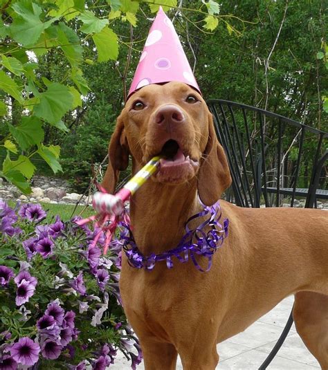 Pin By Marlyss Thiel On Birthday Vizsla Puppies Vizsla Dogs Vizsla