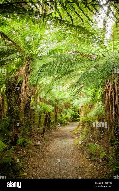 Pathway Through Dense Temperate Rainforest With Fern Trees In New