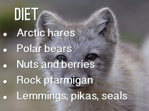 10 Facts About The Arctic Fox Part I Sweet Enough