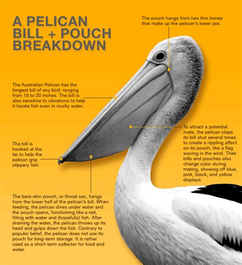 Outback Pelicans The Bill And Pouch Breakdown Graphic The Enormous