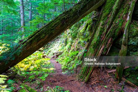 Retallack Cedars Trail Old Growth Forest Stock Photo Download Image