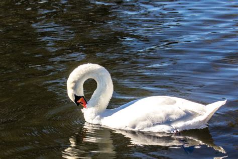 850 Lago Waterfowl Stock Photos Pictures And Royalty Free Images Istock